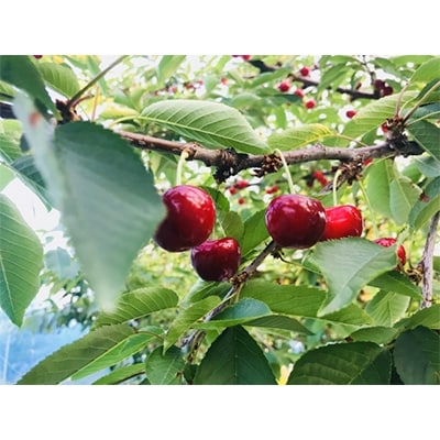 秀品　山形のさくらんぼ紅秀峰L玉　約1kgバラ詰め