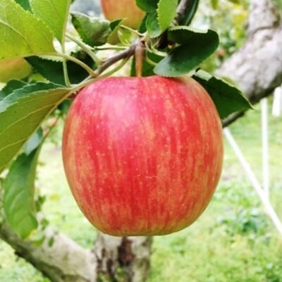 りんご ふじ 約5kg  山形県村山市産