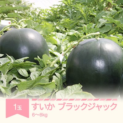 令和5年産　すいか　ブラックジャック1玉6～8kg