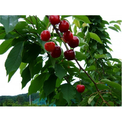 (秀)山形のさくらんぼ　紅秀峰2L玉約1kg(約500g×2P)