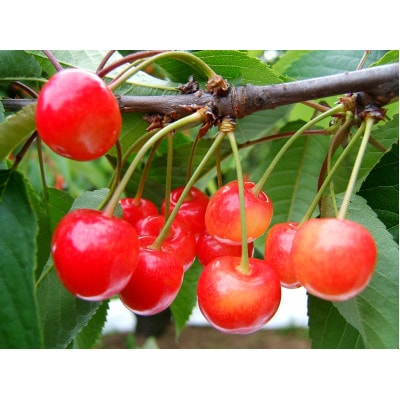 (特秀品)山形のさくらんぼ　佐藤錦2L玉　約1kg(約500g×2P)