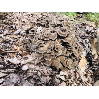 原木まいたけ　約2kg