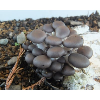 原木しめじ　約2kg