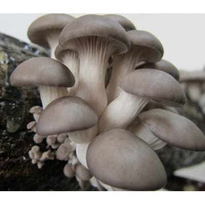 原木しめじ　約2kg