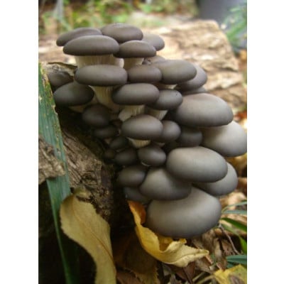 原木しめじ　約2kg
