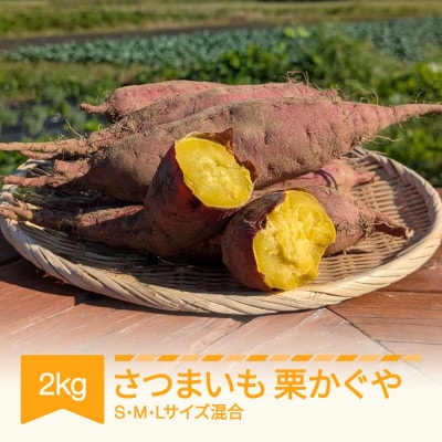 栗かぐや 2kg