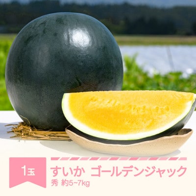 ゴールデンジャック　1玉(5～7kg)