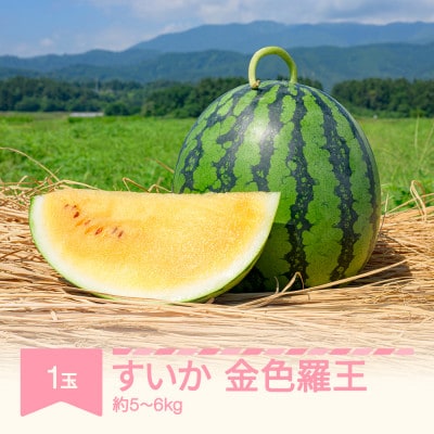 金色羅王　1玉(5～6kg)