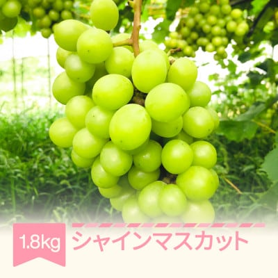 令和7年産　山形県村山市産シャインマスカット 約1.8kg