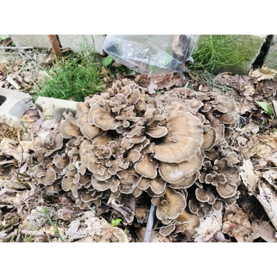 原木まいたけ　約1kg