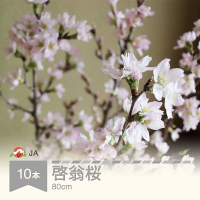 啓翁桜(けいおうざくら) 80cm×10本 | 山形県村山市 | ふるさと