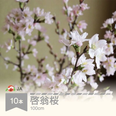 啓翁桜(けいおうざくら) 100cm×10本