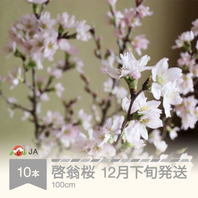 【令和5年12月下旬より発送予定】啓翁桜(けいおうざくら) 100cm×10本