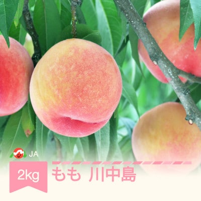 【先行受付】もも 川中島 約2kg 令和7年産【8月中旬～9月中旬頃発送予定】