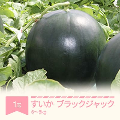 令和7年産　すいか　ブラックジャック1玉6～8kg