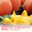 黄桃 品種おまかせ 約1.4kg 2025年産 山形県産