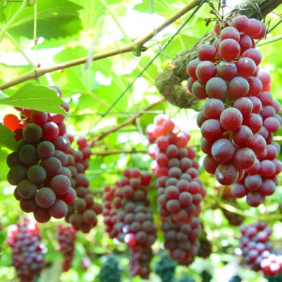 デラウェア 約1.8kg(12-16房)