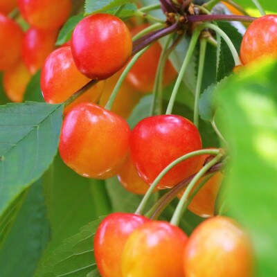 さくらんぼ品種おまかせ 赤秀M玉 180g×4