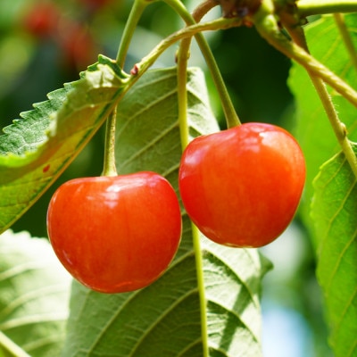 さくらんぼ 佐藤錦 赤秀 L玉 500g×1パック