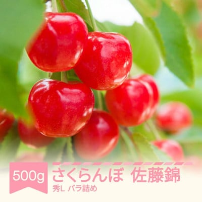 さくらんぼ 佐藤錦 秀Lサイズ 500g バラ詰め 2025年産 山形県産