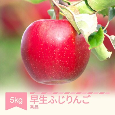 【先行予約】 早生ふじりんご 秀品 約5kg  令和8年産