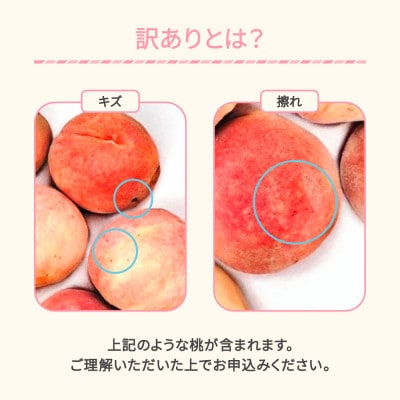 2027年産 白桃 訳あり 品種おまかせ 約5kg
