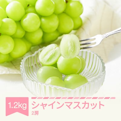 【先行予約】ぶどう シャインマスカット 2026年産 2房(約600g×2) 秀品