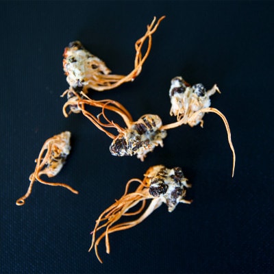 津和野式冬虫夏草100%粉末　1kg