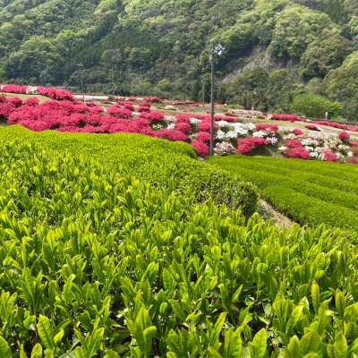 【3種セット】香ばしさが魅力の「まめ茶」と「ほうじ茶」の奥深さを楽しむ飲み比べセット
