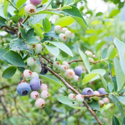 【2025年7月発送】朝どれ「生ブルーベリー」詰め合わせ〈1kg〉【栽培期間中農薬・化学肥料未使用】