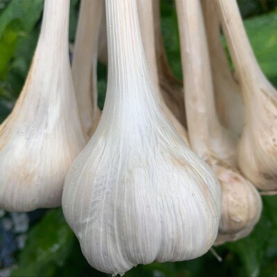 栽培期間中農薬 化学肥料不使用 半年芽が出ない三浦さんちのにんにく800g お礼品詳細 ふるさと納税なら さとふる