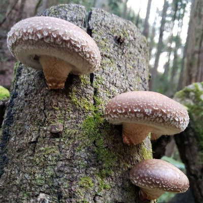 森の養分だけで育った津和野町産・原木干ししいたけ＜100g×2パック＞