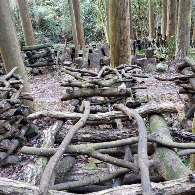 森の養分だけで育った津和野町産・原木干ししいたけ＜100g×2パック＞