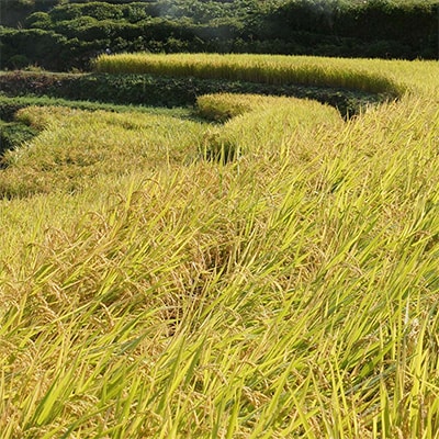 高津川の恵み 特別栽培米ヘルシー元氣米5kg×2袋(10kg)(令和6年産)