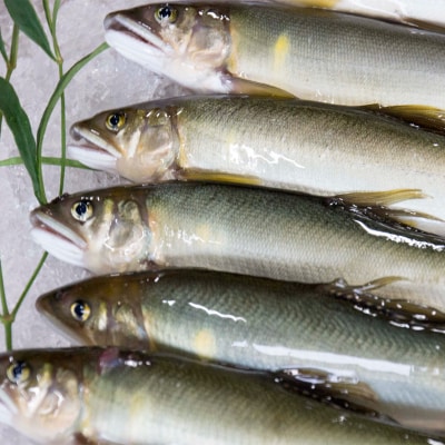 【天然もの】清流・高津川上流で捕れた天然あゆ(冷凍500g・5～10尾程度)