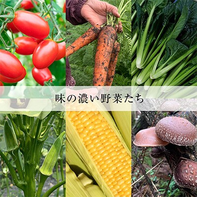 【発送月固定定期便】2024年8月発送開始 季節の野菜詰め合わせセット全4回