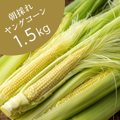 【数量限定】芯やヒゲまで甘くてフレッシュ! 「ヤングコーン」1.5kg (6月下旬頃より順次発送)