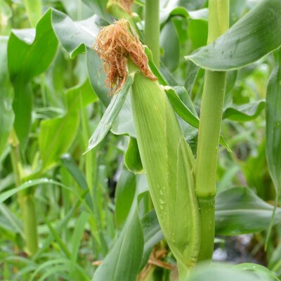 【数量限定】芯やヒゲまで甘くてフレッシュ! 「ヤングコーン」1.5kg (6月下旬頃より順次発送)