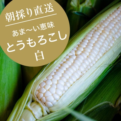 【7月上旬より順次発送】【数量限定】糖度18度の朝採りとうもろこし「恵味」《白》8本
