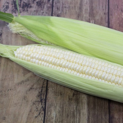 【7月上旬より順次発送】【数量限定】糖度18度の朝採りとうもろこし「恵味」《白》8本