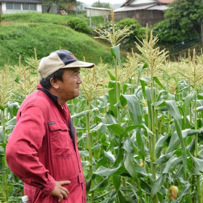 【7月上旬より順次発送】【数量限定】糖度18度の朝採りとうもろこし「恵味」《白》8本