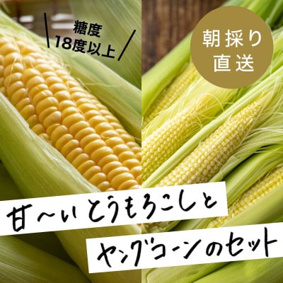 【7月上より順次発送】【数量限定】糖度18度の朝採りとうもろこし6本+ヤングコーン500g