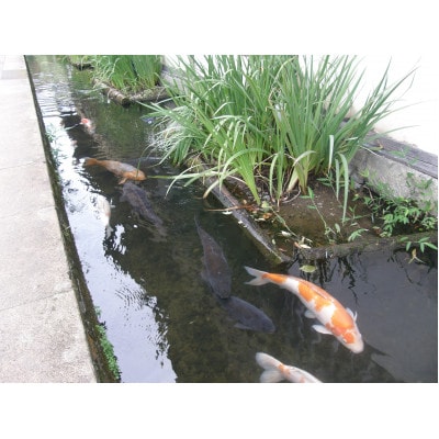 SLやまぐち号での特別体験in津和野〈2名様〉【5月16日運行分】