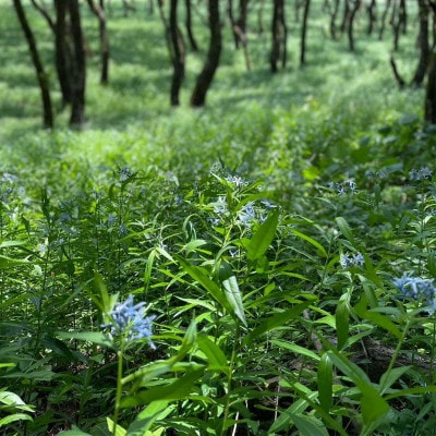 【「地倉沼」環境保護支援】モリアオガエルデザインTシャツ《Mサイズ》