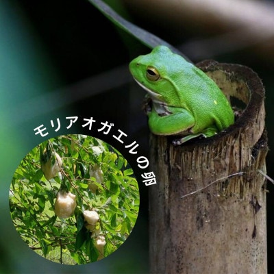 【「地倉沼」環境保護支援】モリアオガエルデザインTシャツ《Mサイズ》