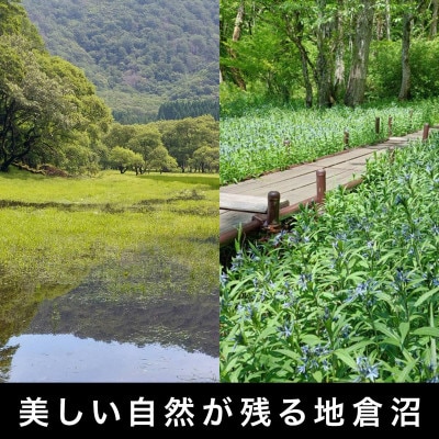 【「地倉沼」環境保護支援】モリアオガエルデザインTシャツ《Mサイズ》