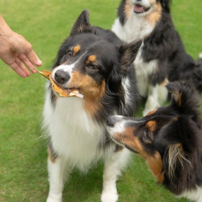【犬用おやつ】天然鮎を丸ごと!清流・高津川の 《鮎ジャーキー》(3尾入り・添加物不使用)