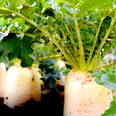 《予約受付》いぶりがっこ 200g×4袋 株式会社がっこ|02_gkk-010401