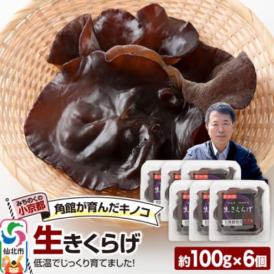 みちのくの小京都・角館が育んだ「生きくらげ」約100g×6個|02_sne-020601