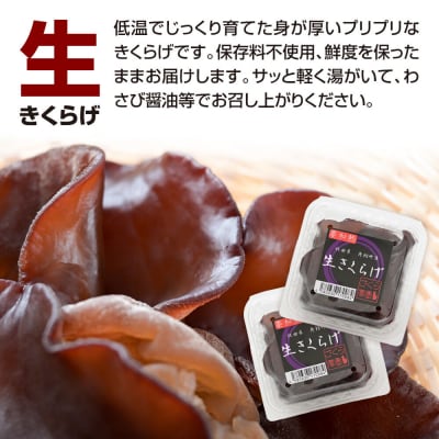 みちのくの小京都・角館が育んだ「生きくらげ」約100g×6個|02_sne-020601